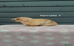 Mini Lop rabbits for sale: Male and female mini lops  - Image 10