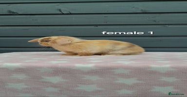 Mini Lop rabbits - Advert 16