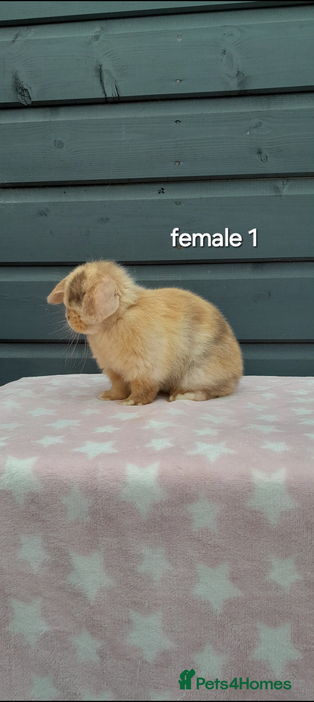 Mini Lop rabbits for sale: Male and female mini lops  - Image 10