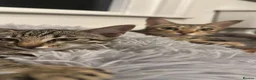 Savannah cats for sale: Beautiful savanah F4 female ready to leave  - Advert 6