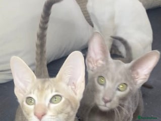 Oriental cats Oriental kittens - Advert 1