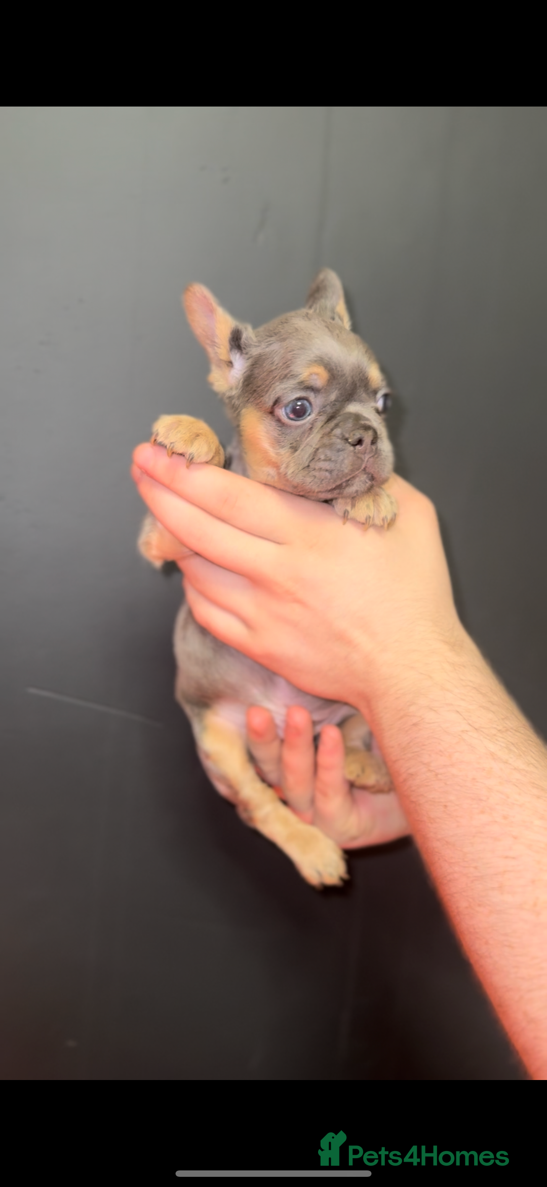 French Bulldog dogs for sale: New shade Full Fluffy French bulldog carrying pink - Advert 3