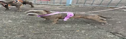Staffordshire Bull Terrier dogs for sale: Adorable KC registered blue staffy puppies  - Advert 23