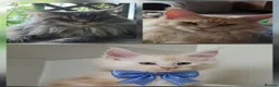 Maine Coon cats for sale: Unique Maine Coon boy  - Advert 3