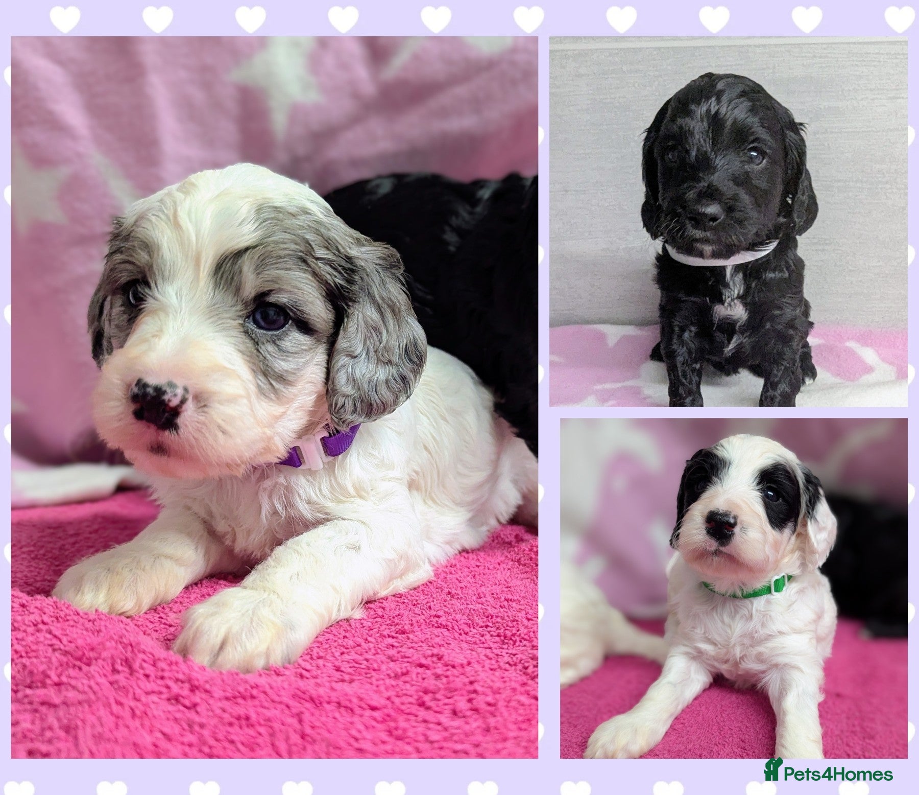 Cockapoo dogs Merle and Parti fully DNA health tested cockapoos  - Advert 1