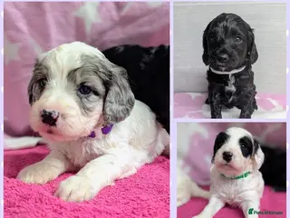 Cockapoo dogs Merle and Parti fully DNA health tested cockapoos - Advert 1