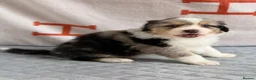 Australian Shepherd dogs for sale: Kc Australia shepherd puppies health test parents - Advert 30