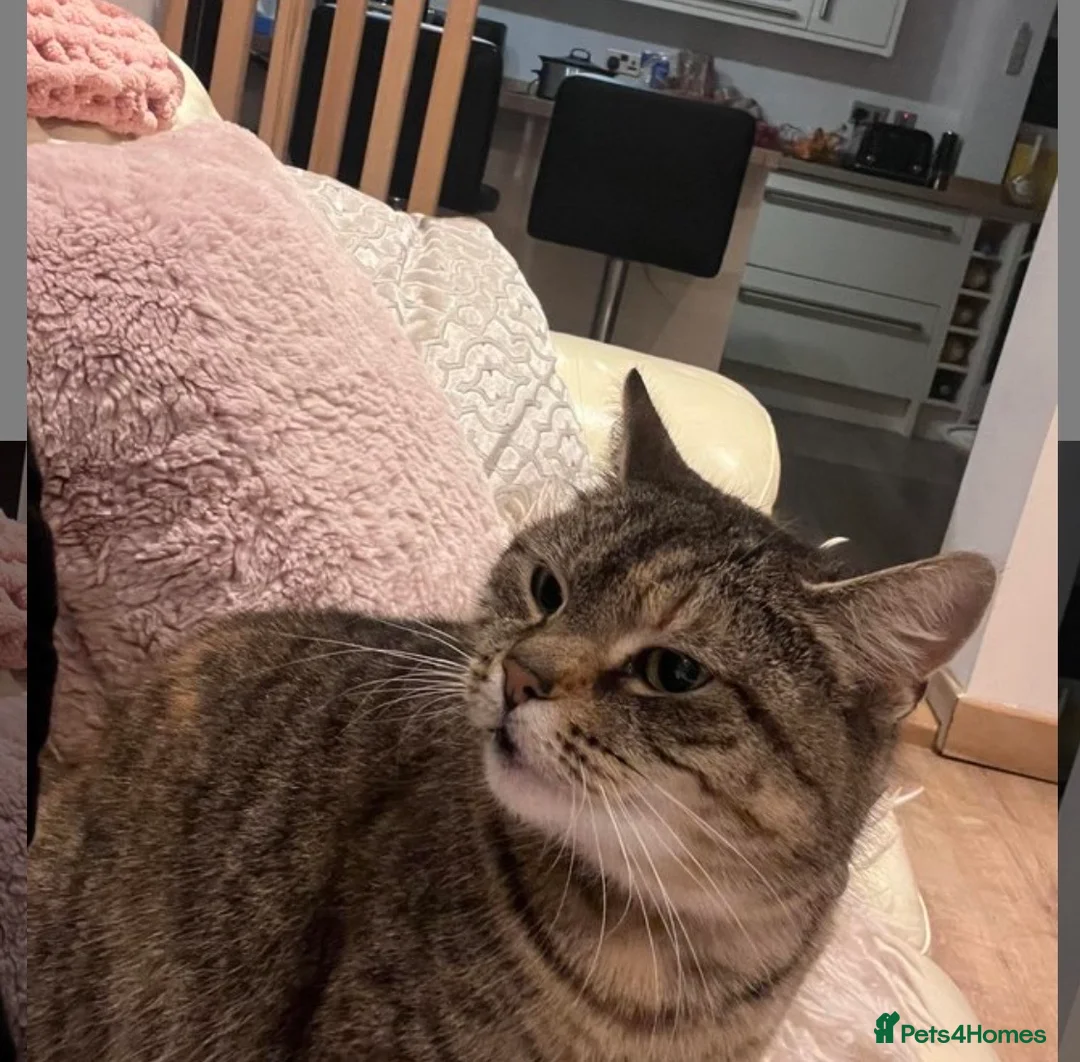 Mixed Breed cats for sale: British short hair cross kitten one ginger male  in Wigan - Advert 4