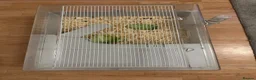 Guinea Pig rodents for sale: 2 pink eyed guinea pigs  - Advert 4