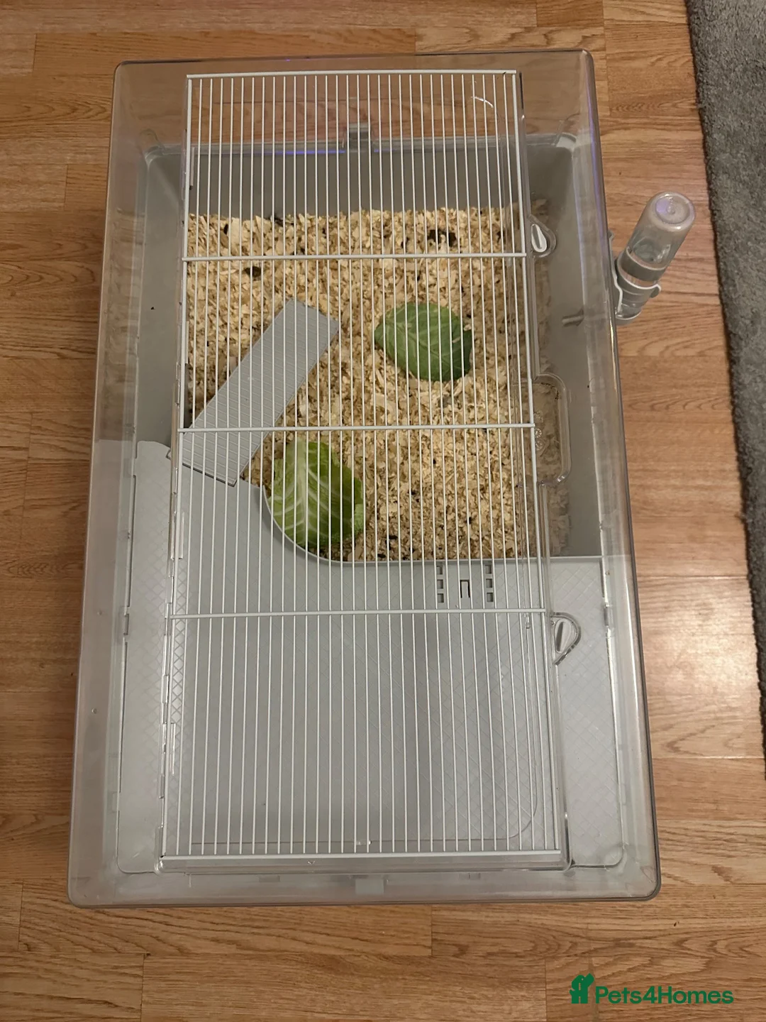 Guinea Pig rodents for sale: 2 pink eyed guinea pigs  - Advert 4