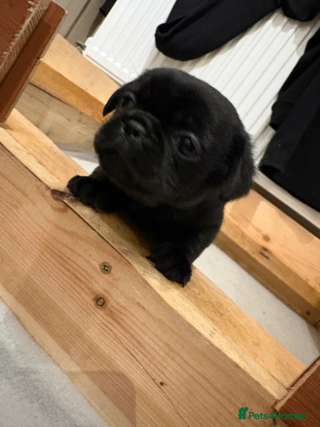 Pug dogs for sale: 3 gorgeous pug puppies - Advert 7