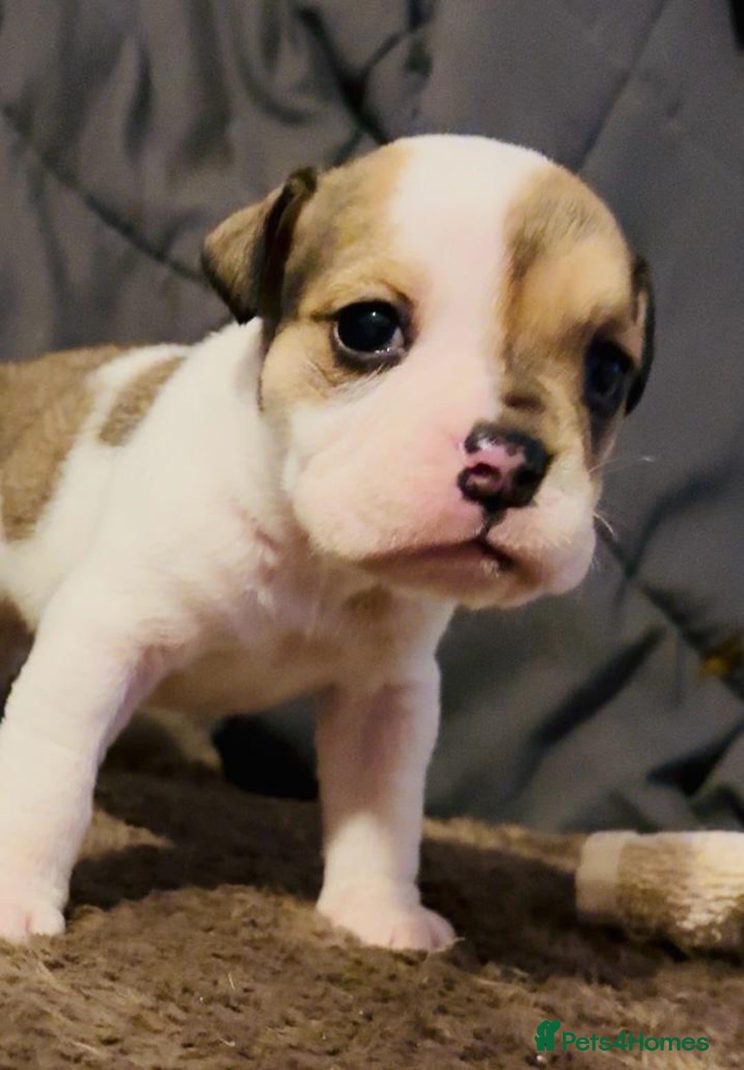 English Bulldog dogs for sale: 9 registered new age bulldogs (1 FEMALE REMAINING) - Advert 3