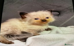 Ragdoll cats for sale: Ragdoll kittens - Image 2