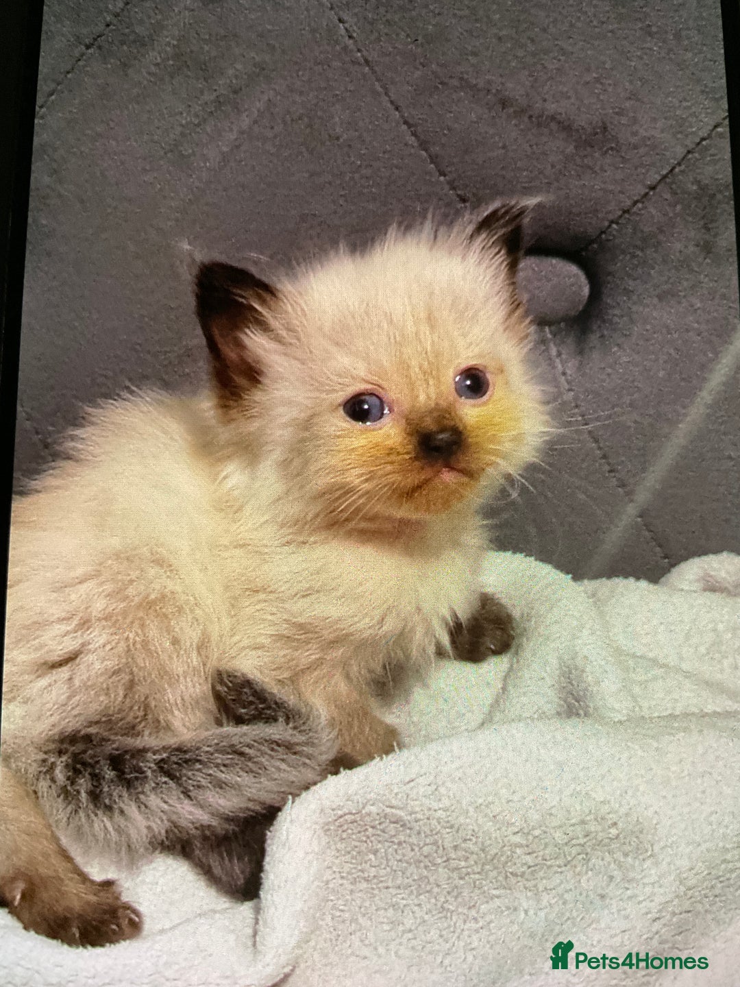 Ragdoll cats for sale: Ragdoll kittens - Image 2