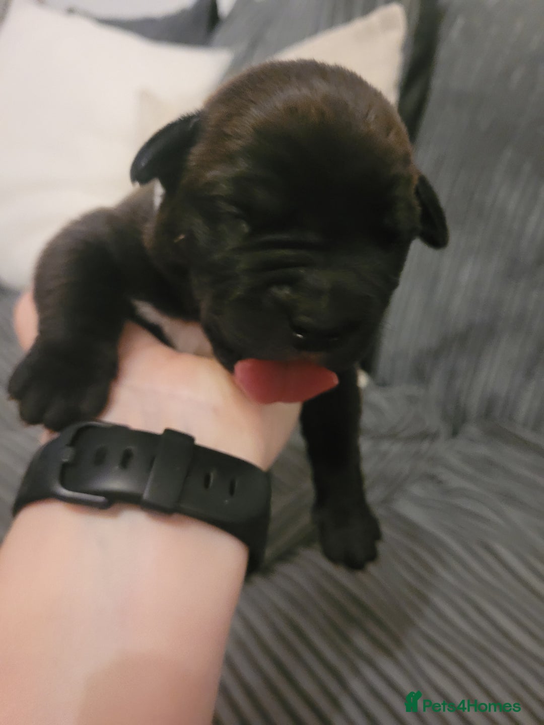 Mixed Breed dogs for sale: Douge de bordeaux x Presa Canerio  - Image 11