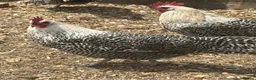 Chickens poultry for sale: Campine silver  - Advert 3
