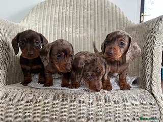 Miniature Dachshund dogs Miniature dachshund puppies - Advert 8