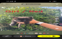 Mixed Breed cats for sale: Kittens mix breed - Image 9