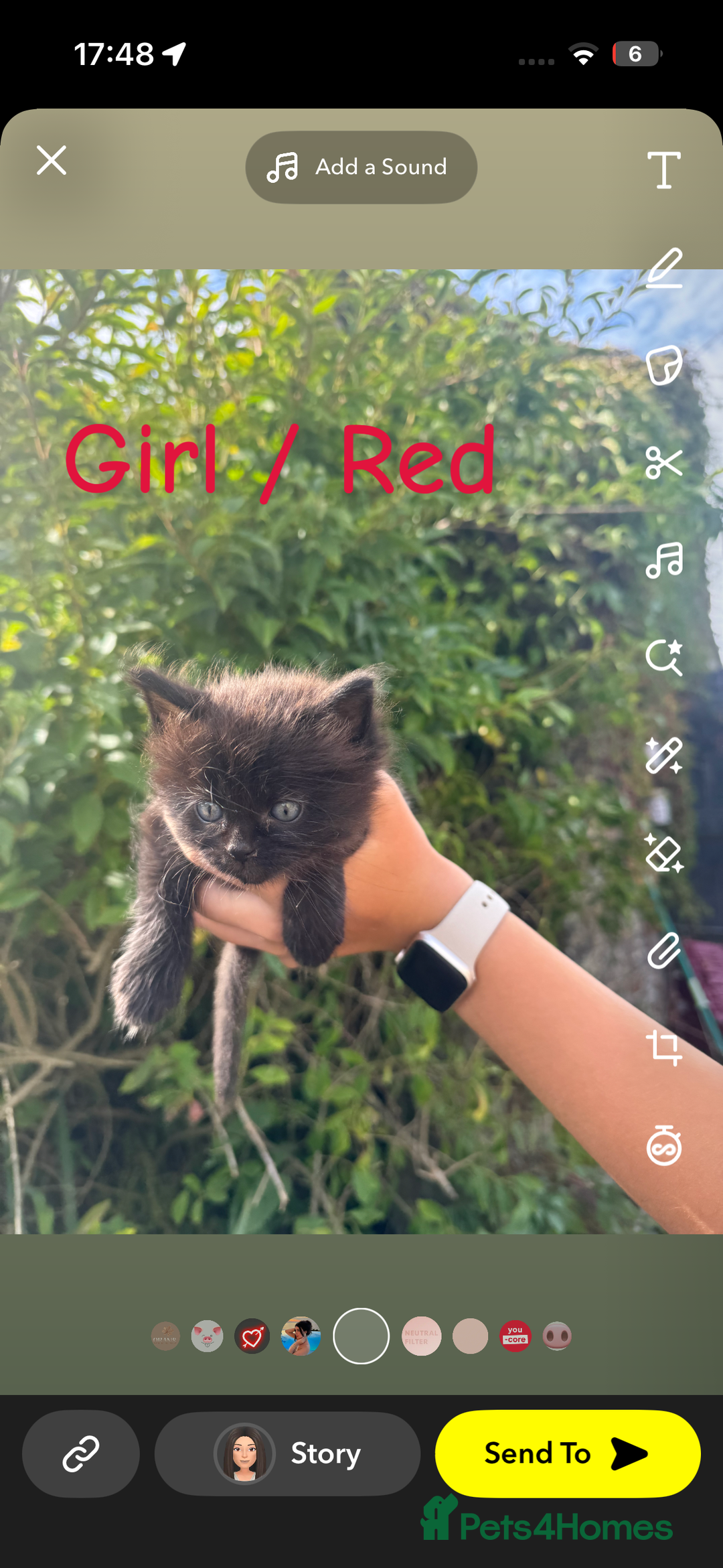 Mixed Breed cats for sale: Kittens mix breed - Image 9