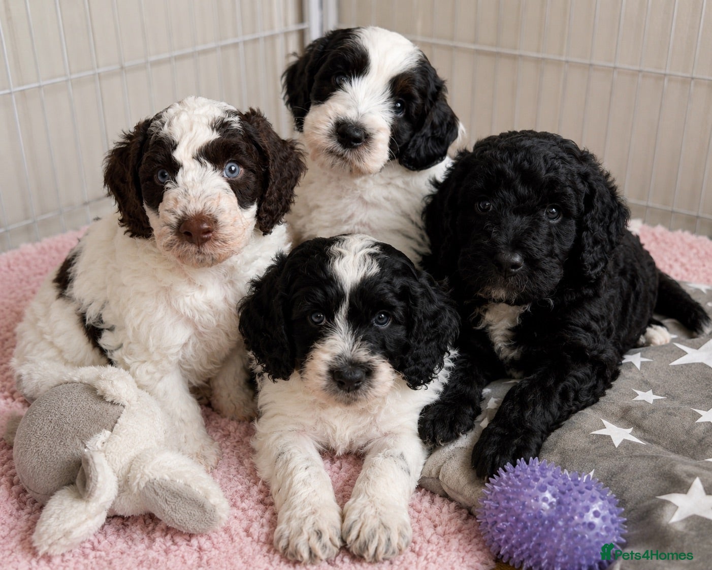 Goldendoodle dogs The boys are RESERVED now 🖤 - Advert 1