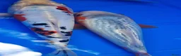 Koi Carp fish for sale: Small Medium & Large Koi Pond Fish in Chorley Carp - Advert 4