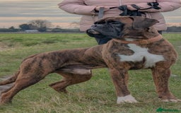 Boxer dogs for sale: ASTONISHING KC REGISTERED BOXER PUPPIES!  - Image 16