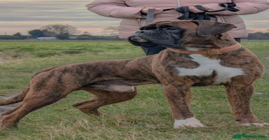 Boxer dogs ASTONISHING KC REGISTERED BOXER PUPPIES!  - Advert 1