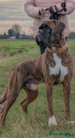 Boxer dogs ASTONISHING KC REGISTERED BOXER PUPPIES! - Advert 1