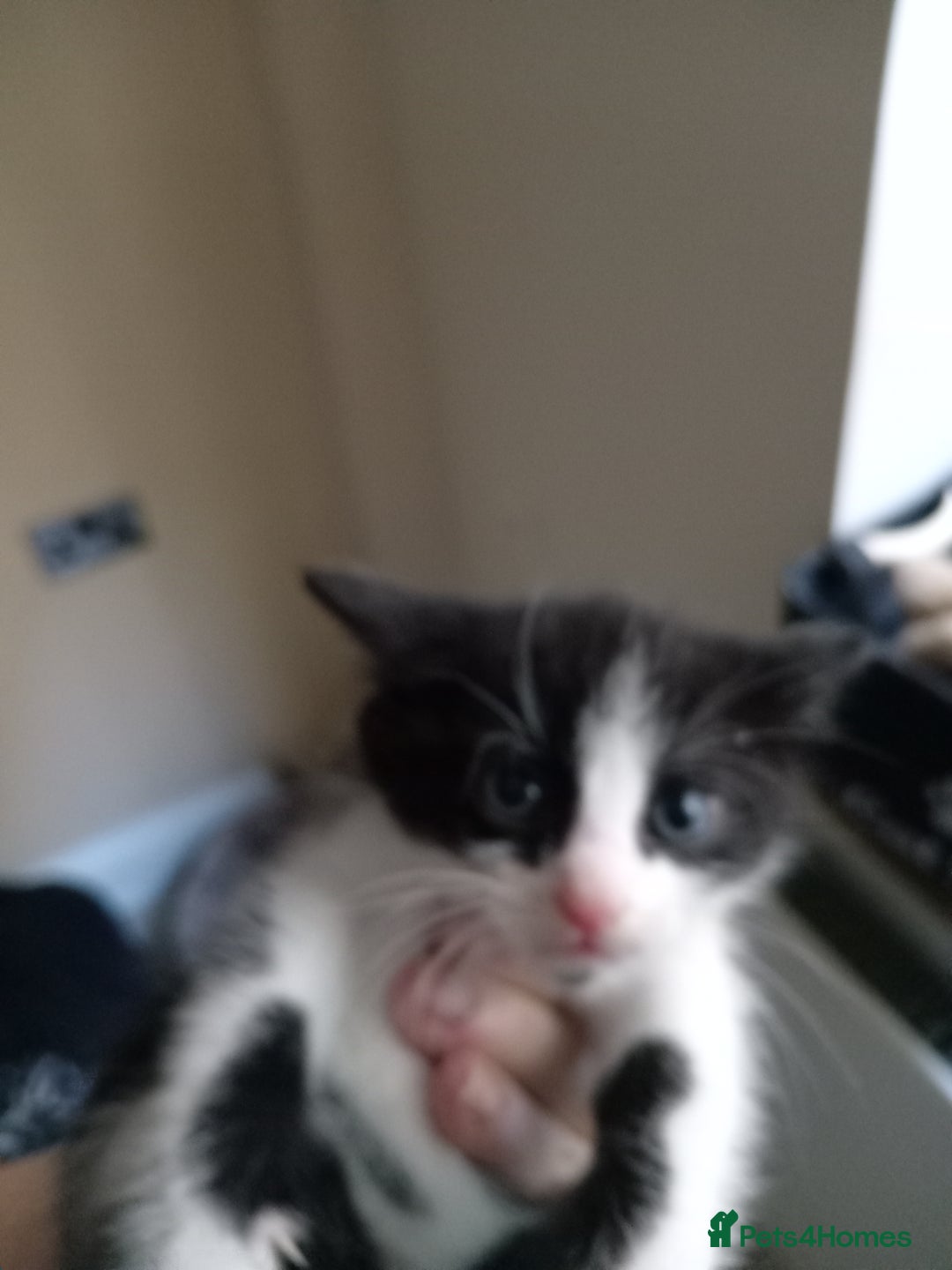 Domestic Shorthair cats for sale: Fluffy kittens  - Image 7