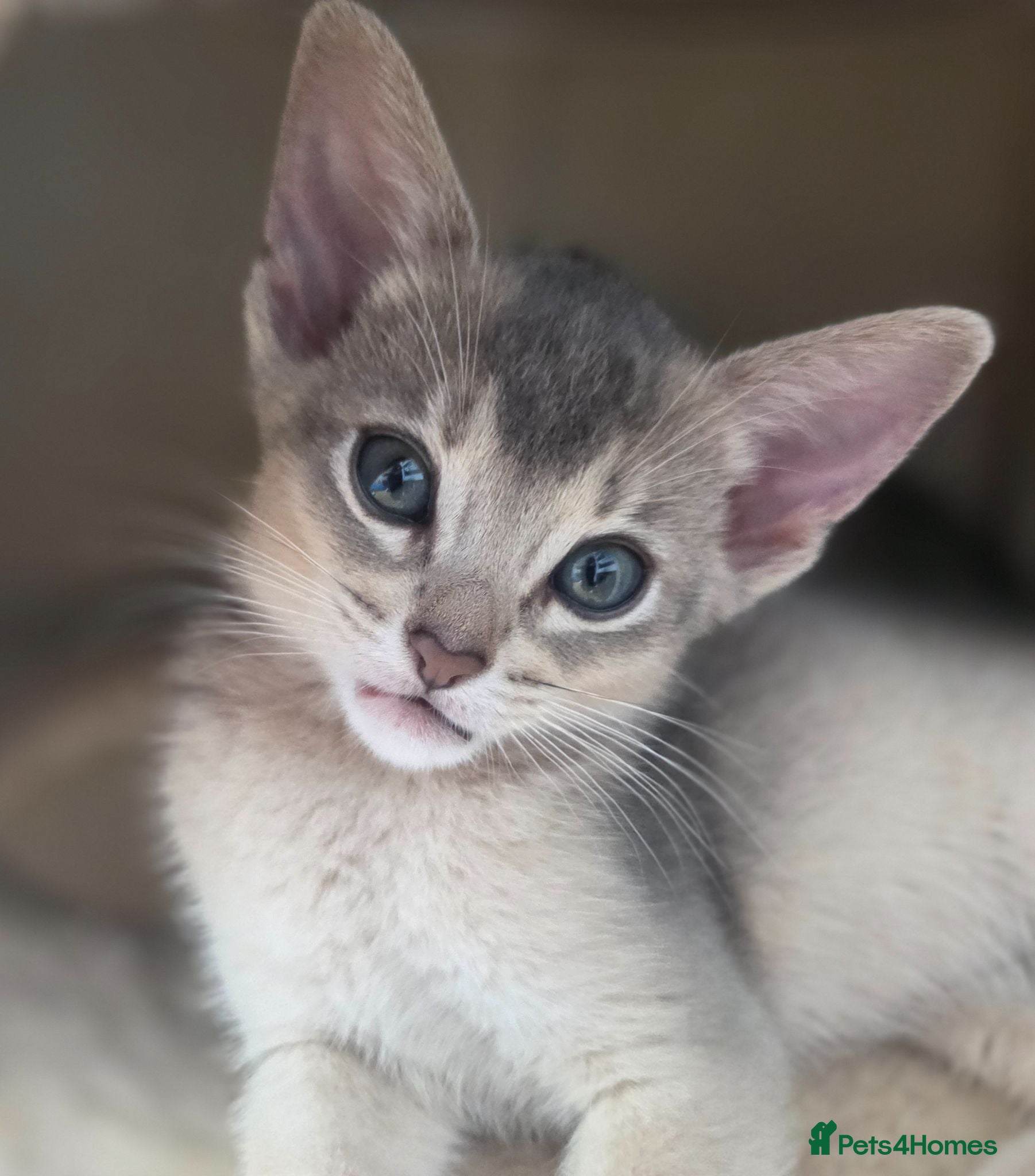 Abyssinian cats 💥Last 2 TICA Registered Kittens-Reserve Yours! ❤️ - Advert 2