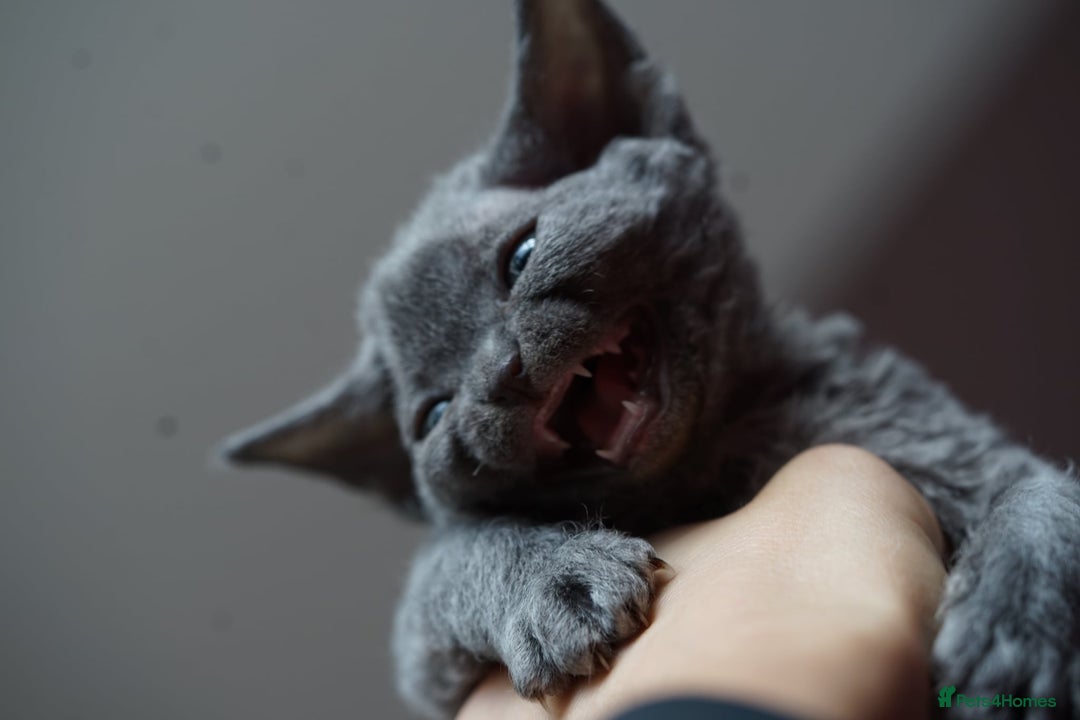 Devon Rex cats for sale: 💙 Devon Rex Female Kitten Available 💙 - Image 10