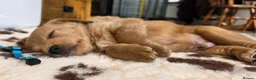 Labradoodle dogs for sale: DNA Health screened Miniature Labradoodles  - Advert 13