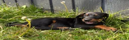 Dobermann dogs for sale: Doberman pups with KC parents  - Advert 16