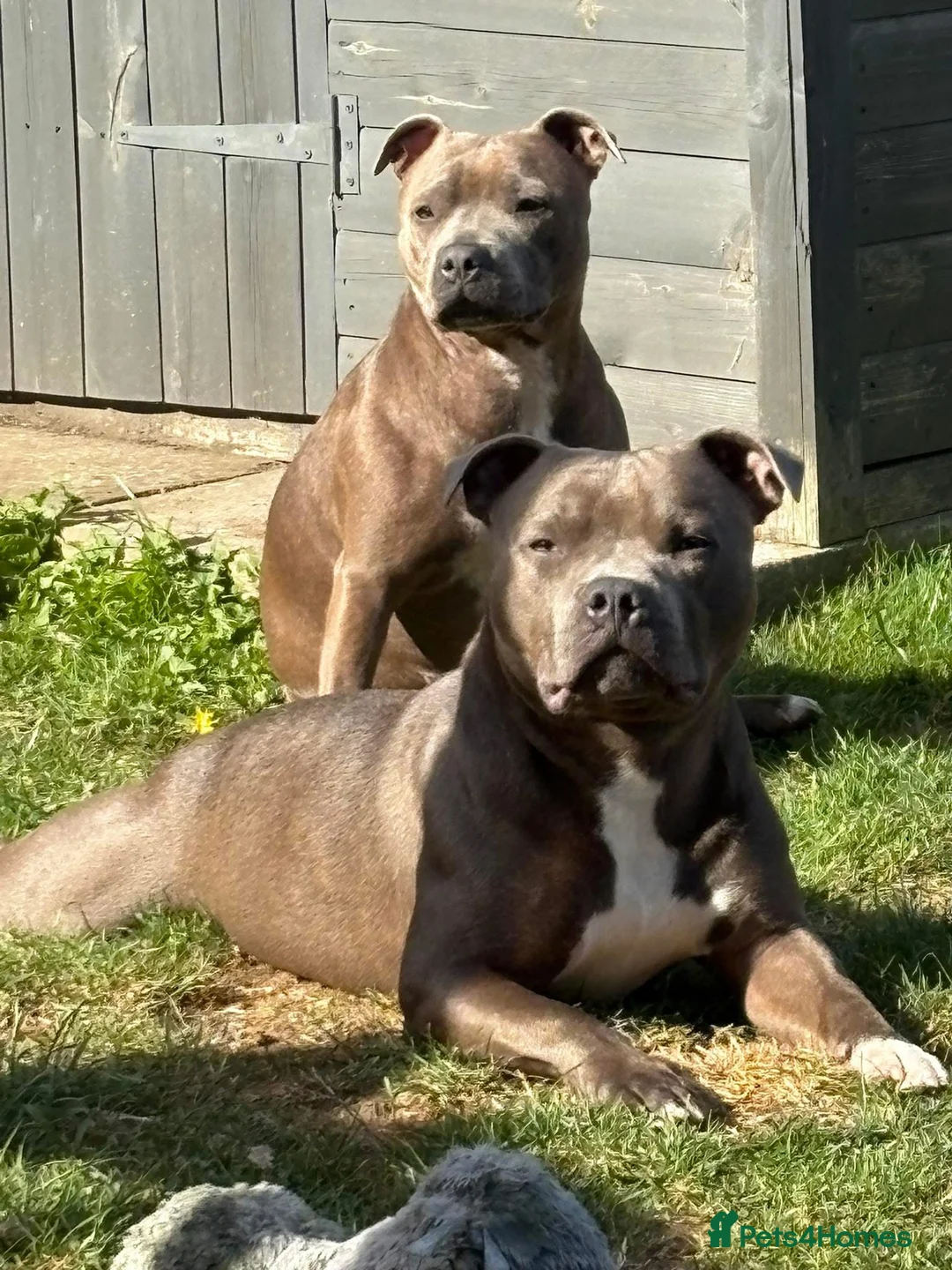 Staffordshire Bull Terrier dogs for stud: Blue Staffie Stud - Advert 4