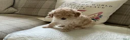 Maltipoo dogs for sale: 4 beautiful maltipoo puppies for sale - Advert 6