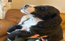 Cocker Spaniel dogs for sale: Cracking Cocker Spaniels  - Image 2