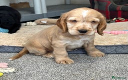 Cocker Spaniel dogs for sale: Handsome cocker spaniel boys - Image 2