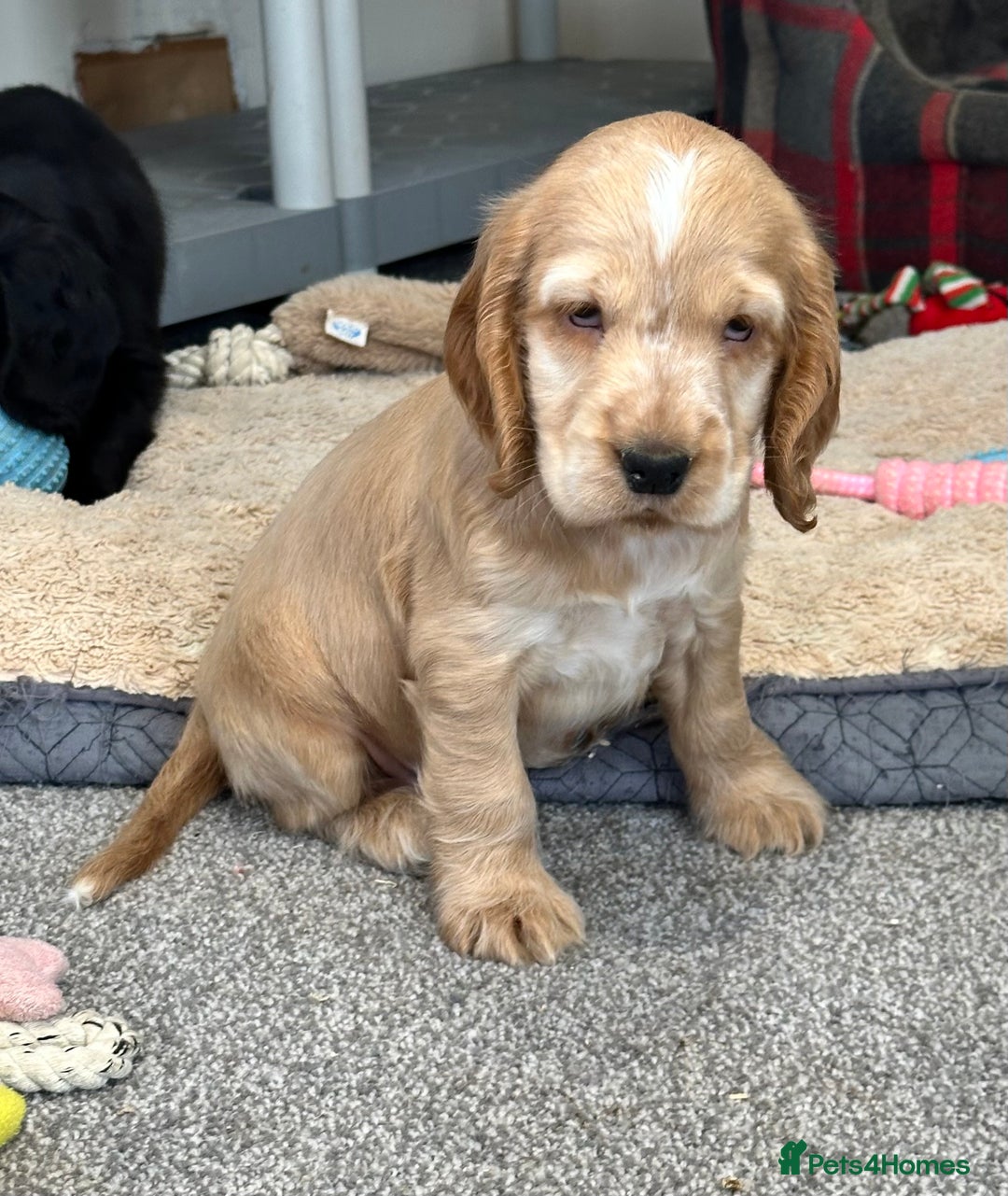 Cocker Spaniel dogs for sale: Handsome cocker spaniel boys - Image 2