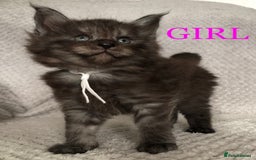 Maine Coon cats for sale: MaineCoon Kittens For Sale Black Smoke - Image 35
