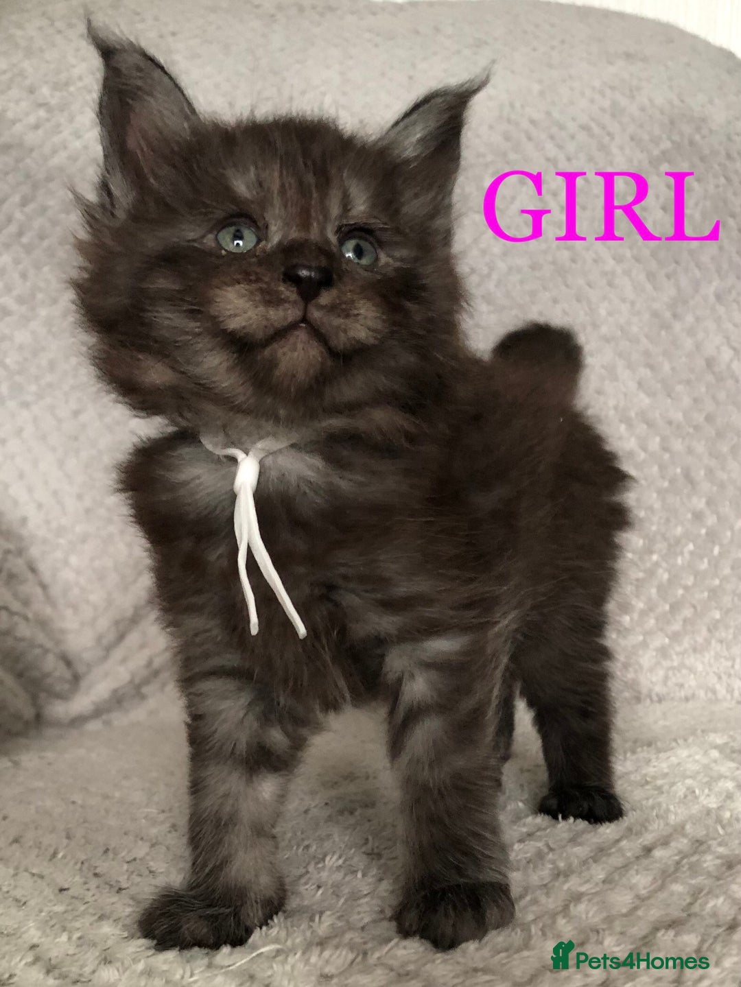 Maine Coon cats for sale: MaineCoon Kittens For Sale Black Smoke - Image 35