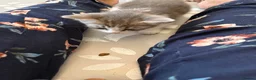 Ragdoll cats for sale: Ragdoll Siamese cross kittens in Birkenhead - Advert 18