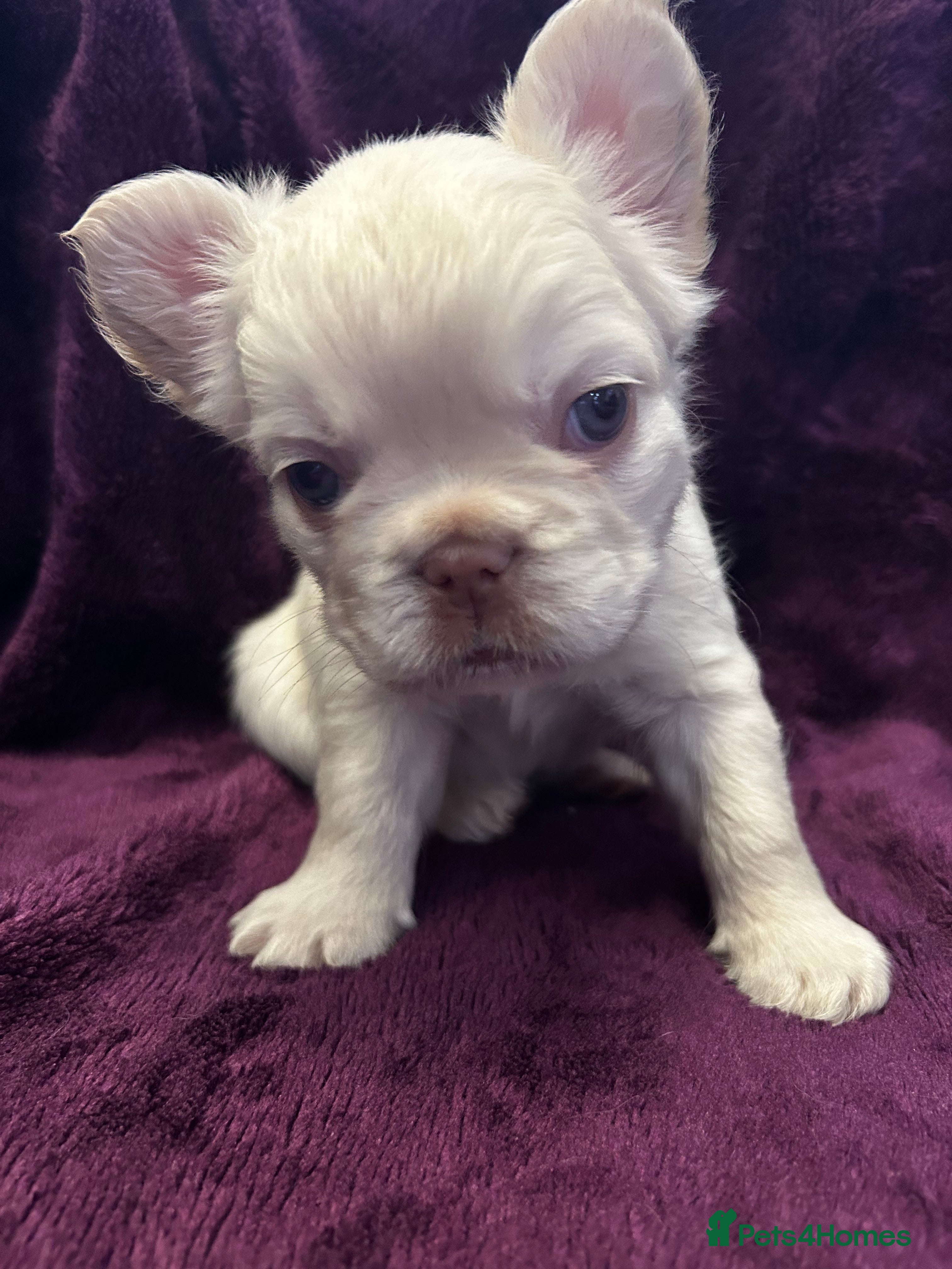 French Bulldog dogs Fluffy French bulldog puppies - Advert 2