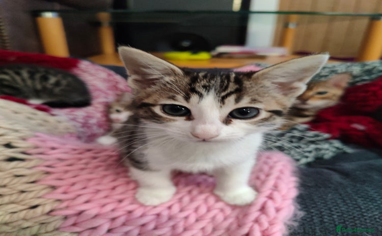 Mixed Breed cats - Advert 11