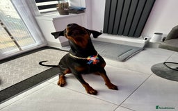 Dobermann dogs for sale: Pregnancy Confirmed - European Doberman Puppies - Image 19