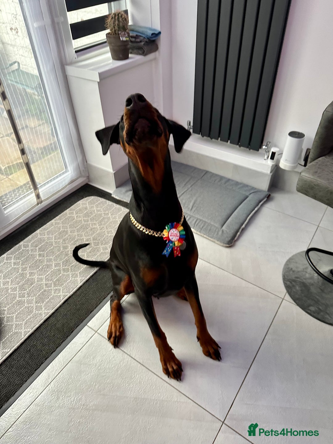 Dobermann dogs for sale: Pregnancy Confirmed - European Doberman Puppies - Image 19