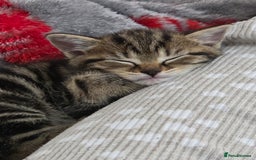 British Shorthair cats for sale: 4 beautiful kittens  - Image 5