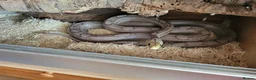 Corn Snake reptiles for sale: Corn snake  - Advert 1