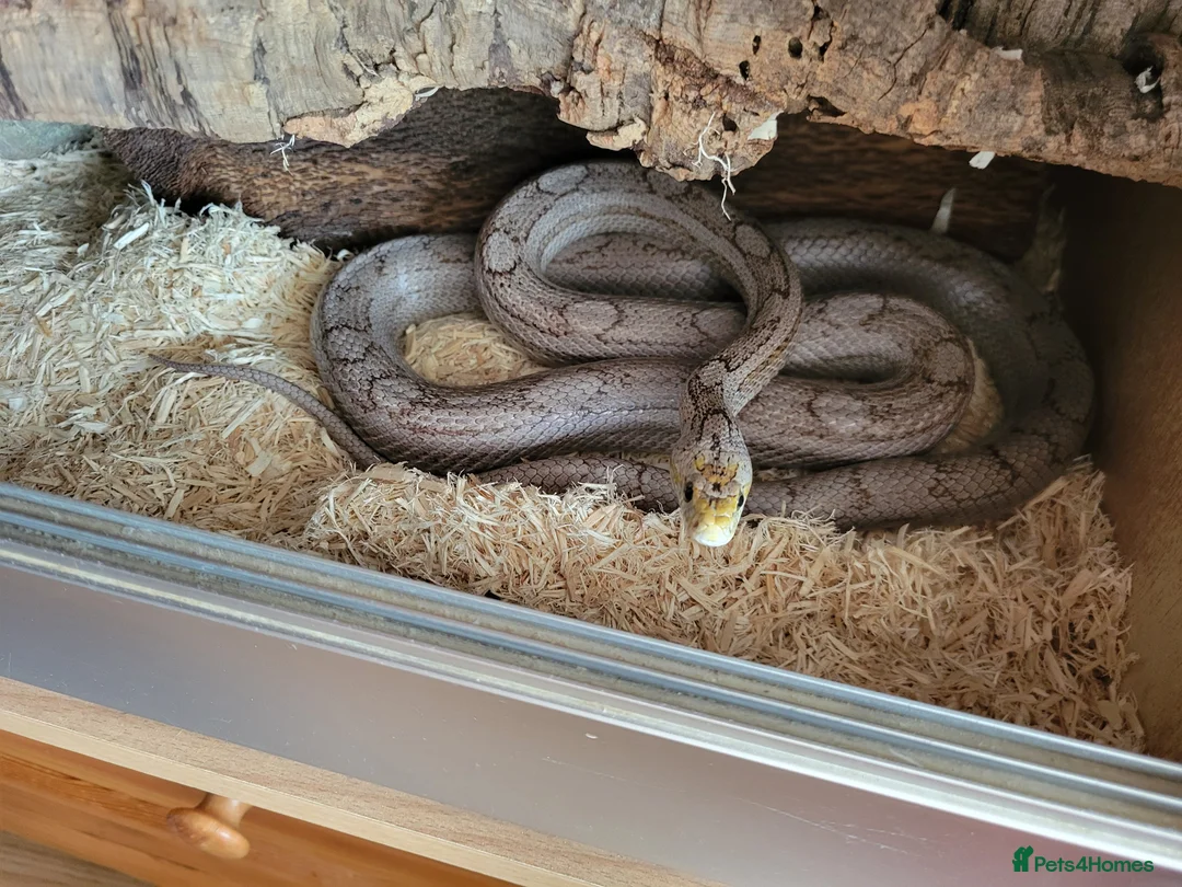 Corn Snake reptiles for sale: Corn snake  - Advert 1