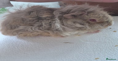 Guinea Pig rodents - Advert 9