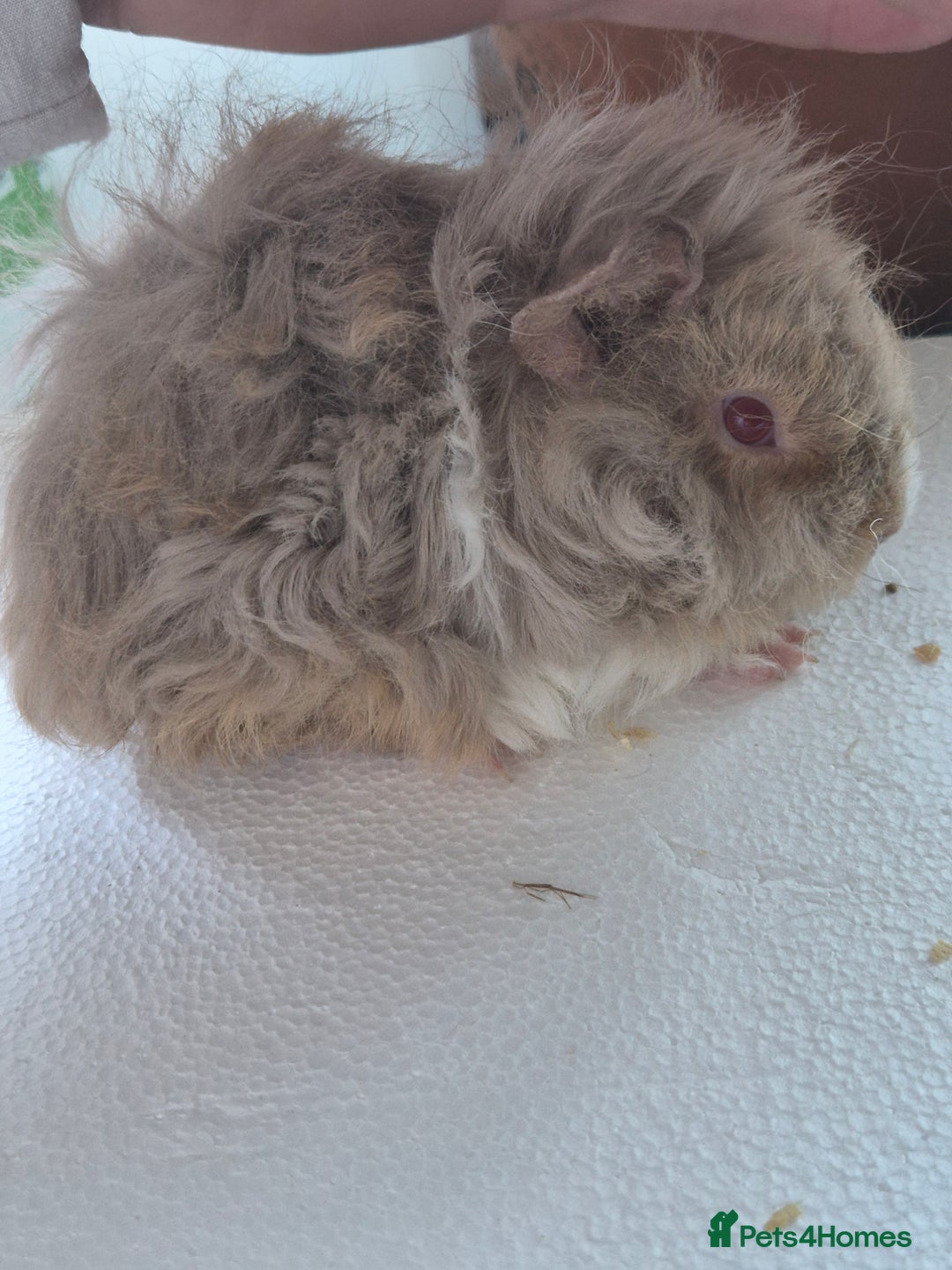Guinea Pig rodents for sale: Lunkarya/texel guinea pig babies - Image 2